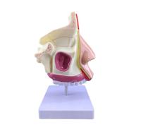 LKYLVEE Modèle Anatomique de cavité nasale Humaine - Modèle de la Section Bouche, Nez et Gorge - Modèle médical de l'anatomie de la Gorge pour l'enseignement et l'étude