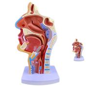 LKYLVEE Modèle Anatomique de cavité nasale Humaine - Modèle de la Section Bouche, Nez et Gorge - Modèle médical de l'anatomie de la Gorge pour l'enseignement et l'étude