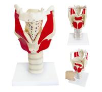 LKYLVEE Modèle Anatomique de Fonction du Larynx 3X - Modèle de Larynx et Pharynx - pour Renforcer la Structure et la Fonction du Cou en Médecine,Blanc,31cm