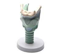 LKYLVEE Modèle Anatomique du Larynx Modèle Fonctionnel des Structures d'articulation laryngée pour l'éducation médicale,Flesh,15cm