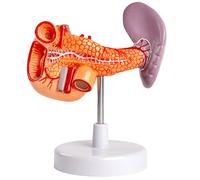 LKYLVEE Modèle Anatomique du pancréas et de la Rate - Modèle du pancréas, de la Rate et du duodénum - pour étude, Exposition et enseignement médical,Flesh,20CM