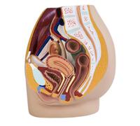 LKYLVEE Modèle Anatomique du Pelvis Humain pour la Reproduction - Modèle de Section sagittale médiane du Pelvis Anatomique - pour étude, enseignement et Exposition,B