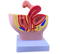 LKYLVEE Modèle Anatomique du Pelvis Humain pour la Reproduction - Modèle de Section sagittale médiane du Pelvis Anatomique - pour étude, enseignement et Exposition,F