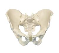 LKYLVEE Modèle Anatomique du Pelvis Masculin - articulations iliaque, sacrée et pubienne Anatomie, os de la Hanche Pelvis Masculin Anatomique