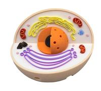 LKYLVEE Modèle d'anatomie de cellules animales - Modèle de cellules animales 3D - Modèle d'enseignement de la biologie à des Fins de Laboratoire et de Recherche,Flesh,11cm