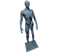 LKYLVEE Modèle d'anatomie Humaine Artistique - Modèle squelettique Humain Semi-Peau - Modèle d'anatomie écorché avec Peau, tête de crâne, Muscles du Corps et os en résine,Bleu