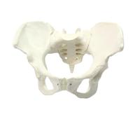 LKYLVEE Modèle de Bassin anatomiquement Correct - Modèle de Bassin Masculin Anatomique - Réplique de l'anatomie pelvienne Humaine pour l'éducation médicale,Female