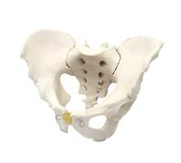 LKYLVEE Modèle de Bassin anatomiquement Correct - Modèle de Bassin Masculin Anatomique - Réplique de l'anatomie pelvienne Humaine pour l'éducation médicale,Male
