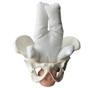 LKYLVEE Modèle de Bassin de Sage-Femme féminine - Mini simulateur d'accouchement avec des modèles de Bassin de bébé - pour l'affichage d'étude Enseignement du modèle médical,Blanc,5inch