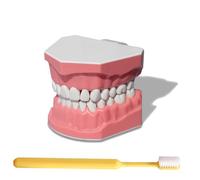 LKYLVEE Modèle de Brosse à Dents Dentaire - Modèle Dentaire d'apprentissage du Brossage des Dents - Comprend Une Brosse à Dents, Dispositif de Formation aux Soins Dentaires pour Étudiants et Patients