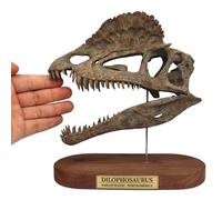 LKYLVEE Modèle de crâne de Dinosaure Dilophosaurus en résine, fossile, spécimen d'os de crâne de Dinosaure, Objets de Collection, décoration pour Maison et Bar,Gris,19cm