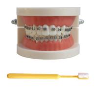 LKYLVEE Modèle de démonstration orthodontique Dentaire Modèle de Traitement des Dents Standard avec Bracket métallique, Fil d'arc explicatif du modèle avec appareils dentaires