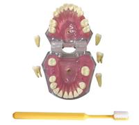 LKYLVEE Modèle de Dents de démonstration Dentaire avec Toutes Les Dents Amovibles - Modèle de Brosse à Dents - Dispositif de Formation pour étudiants et Patients,Rose,80mm