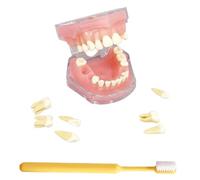 LKYLVEE Modèle de Dents de démonstration Dentaire avec Toutes Les Dents Amovibles - Modèle de Brosse à Dents - Dispositif de Formation pour étudiants et Patients,Rouge,80mm