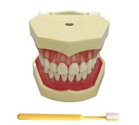 LKYLVEE Modèle de Dents de démonstration Dentaire avec Toutes Les Dents Amovibles - Modèle de Brosse à Dents - Dispositif de Formation pour étudiants et Patients,Natural,80mm