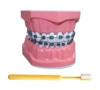LKYLVEE Modèle de Dents pour l'éducation - Modèle de démonstration orthodontique des Dents - Comprend Une Brosse à Dents, Fournitures éducatives dentaires