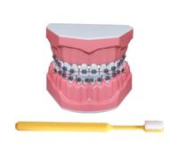 LKYLVEE Modèle de Dents pour l'éducation - Modèle de démonstration orthodontique des Dents - Comprend Une Brosse à Dents, Fournitures éducatives dentaires