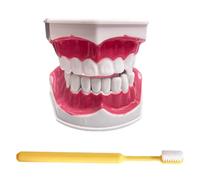 LKYLVEE Modèle de Dents Standard - Modèle de Dents pour l'éducation - Modèle typodont Adulte Standard pour démonstration de dentier pour Exposition Propre, éducation