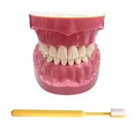 LKYLVEE Modèle de Dents Standard - Modèle de Dents pour l'éducation - Modèle typodont Adulte Standard pour démonstration de dentier pour Exposition Propre, éducation