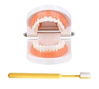 LKYLVEE Modèle de Dents Standard - Modèle de Dents pour l'éducation - Modèle typodont Adulte Standard pour démonstration de dentier pour Exposition Propre, éducation