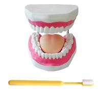 LKYLVEE Modèle de Dents Standard - Modèle de Dents pour l'éducation - Modèle typodont Adulte Standard pour démonstration de dentier pour Exposition Propre, éducation