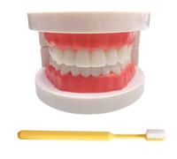 LKYLVEE Modèle de Dents Standard - Modèle de Dents pour l'éducation - Modèle typodont Adulte Standard pour démonstration de dentier pour Exposition Propre, éducation