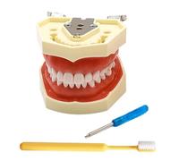 LKYLVEE Modèle de Dents typodont Amovibles 28/32 pour pratiquer Les Techniques restauratrices,with 28 Removable Teeth