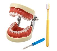 LKYLVEE Modèle de Dents typodont Amovibles 28/32 pour pratiquer Les Techniques restauratrices,with 32 Removable Teeth