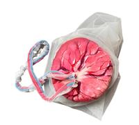 LKYLVEE Modèle de Membrane amniotique placentaire - Cordon ombilical Amovible Modèle d'enseignement obstétrique placentaire - pour Outil d'enseignement de la Sage-Femme,Rouge,14cm