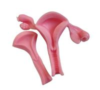 LKYLVEE Modèle de Pratique bionique de l'utérus de l'ovaire 3D Modèle de laparoscopie gynécologique pour la Formation à la Coupe, à la Suture et au Peeling,Flesh,16cm
