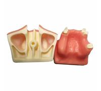 LKYLVEE Modèle de Pratique de relevé de Sinus maxillaire - Modèle de Pratique pour implant Dentaire - Dent de Formation Dentaire idéale pour la Pratique des implants dentaires,Flesh,8cm