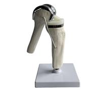 LKYLVEE Modèle de Remplacement du Genou - Modèle de Tibia Artificiel du Genou - Outil d'enseignement Anatomique pour l'éducation et l'étude des Patients,Blanc,32cm