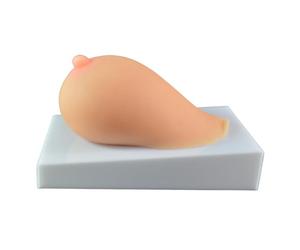 LKYLVEE Modèle de Sein en Silicone Modèle Anatomique de Sein en Silicone Souple pour Formation à l'allaitement Médecin Lactation Infirmier