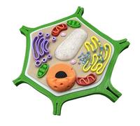 LKYLVEE Modèle de Structure cellulaire végétale Impression 3D Modèle cellulaire de biologie Modèle de Cellule végétale agrandie Modèle médical Anatomique,Vert,95mm