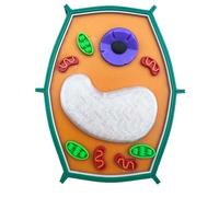 LKYLVEE Modèle de Structure cellulaire végétale imprimé en 3D pour l'outil d'étude de la biologie,Vert,13cm