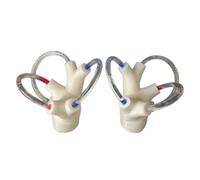 LKYLVEE Modèle d'enseignement du Canal Semi-Circulaire cochléaire, modèle de cochlée de l'oreille Interne, Aides pédagogiques à la rééducation Dynamique du Corps Humain