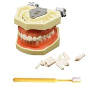 LKYLVEE Modèle d'Implant Dentaire - Modèle de Dents Typodont - pour Pratiquer Les Techniques Restauratives, avec Un Petit Tournevis,with 28 Removable Teeth,8cm