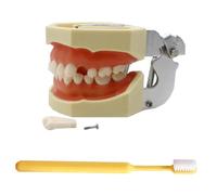 LKYLVEE Modèle d'Implant Dentaire - Modèle de Dents Typodont - pour Pratiquer Les Techniques Restauratives, avec Un Petit Tournevis,with 32 Removable Teeth,8cm