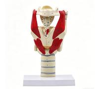 LKYLVEE Modèle Fonctionnel de Larynx Anatomie 3X Modèle de Larynx et Pharynx pour Renforcer la Structure et la Fonction du Cou Médecine Instruction de Chant Vocal,Blanc,31cm