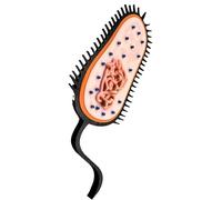 LKYLVEE Modèle procaryote - Impression 3D Modèle de procaryotes - pour Le matériel d'enseignement de la biologie,Noir