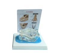 LKYLVEE Modèle Transparent de Dents de Chien - Modèle de Dent d'animal de Compagnie pour l'Anatomie - Accessoire de Démonstration Décoration de Bureau pour Cliniques Vétérinaires