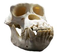 LKYLVEE Natural,20cm, Modèle de tête de crâne de chimpanzé réaliste Simulation réplique Modèle de crâne d'animal Modèle de crâne de Singe en résine Décoration