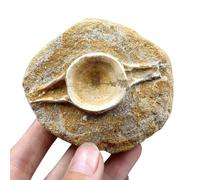 LKYLVEE Naturel Belle vertèbres de Requin fossile dent de Requin fossiles spécimen Objets de Collection Home Decor Cadeaux Ornement,Marron,9cm