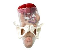 LKYLVEE Obstétrique et gynécologie Modèle de Soins du Nouveau-né - Modèle de Placenta fœtus - Outil pédagogique de Sage-Femme de Cordon ombilical Amovible,Rouge,29cm