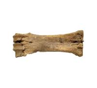 LKYLVEE Os Naturel Fossile d'os de Buffle Sauvage - Modèle décoratif fossile de Buffle Sauvage - pour la Collection de Sciences Enseignant des spécimens,Marron,22cm
