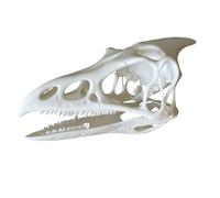 LKYLVEE Ptérosaure crâne fossile - Ptérosaure os fossile spécimen - Dinosaure crâne T-Rex os résine Statue d'artisanat,Blanc,10cm