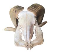 LKYLVEE Spécimen de crâne de Mouton - Sculpture Murale tête de Mouton - pour bélier décor Squelette Animal Sculpture Suspendu Art de Collection,A,30cm