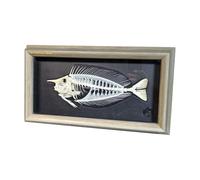 LKYLVEE Spécimen de Squelette de Poisson réel Modèle de Squelette Animal Taxidermie Science Éducation Objets de Collection