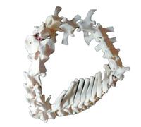 LKYLVEE Spécimen de Squelette de vertébré de Mouton Modèle de Colonne vertébrale de Mouton pour Laboratoire d'affichage vétérinaire Enseigner l'enseignement de l'étude,Blanc,50cm