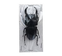 LKYLVEE Spécimens réels de lucanes Collection Naturelle d'insectes pour Enfants Divers conservés dans la résine Spécimens pour la e Sciences,A